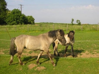  Caballos del Centro Adventure Cheval 